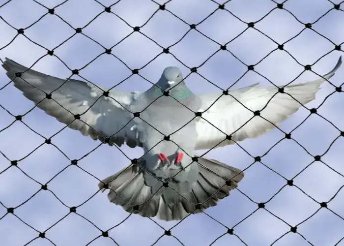 Premium Quality Anti Bird Nets in Manikonda and Kondapur by NSV Safety Solutions