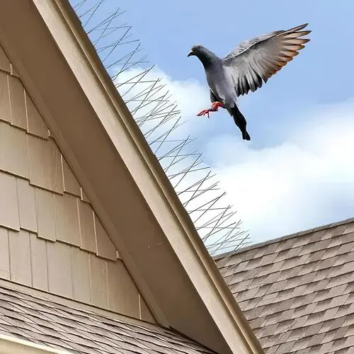 Premium Quality Bird Spikes for Pigeons in Hyderabad - NSV Safety Solutions