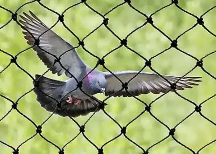 Premium Quality Pigeon Netting Service in Manikonda and Kondapur by NSV Safety Solutions