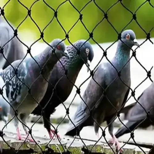 Top Pigeon Netting Service in Manikonda and Kondapur - NSV Safety Solutions